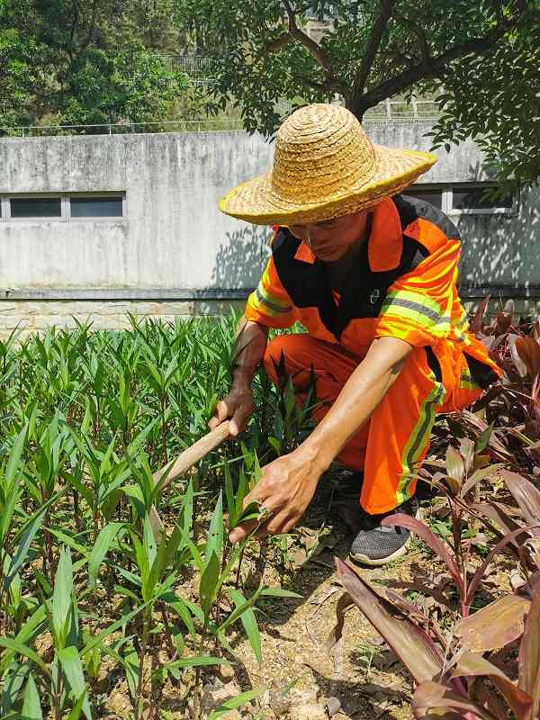龙华区樟坑径城市公园管养项目(图3)