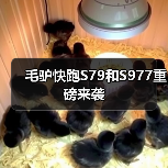 毛驴快跑S79和S977重磅来袭(图3) 毛驴快跑S79和S977重磅来袭(图3)