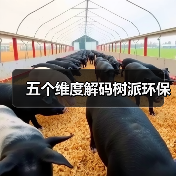 五个维度解码树派环保(图1) 五个维度解码树派环保(图1)